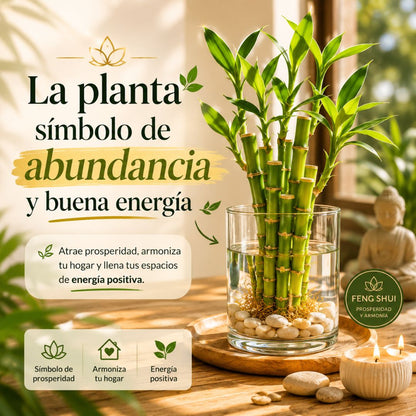 AwraBambú - Más brotes, Más Ingresos, Más Anundancia!